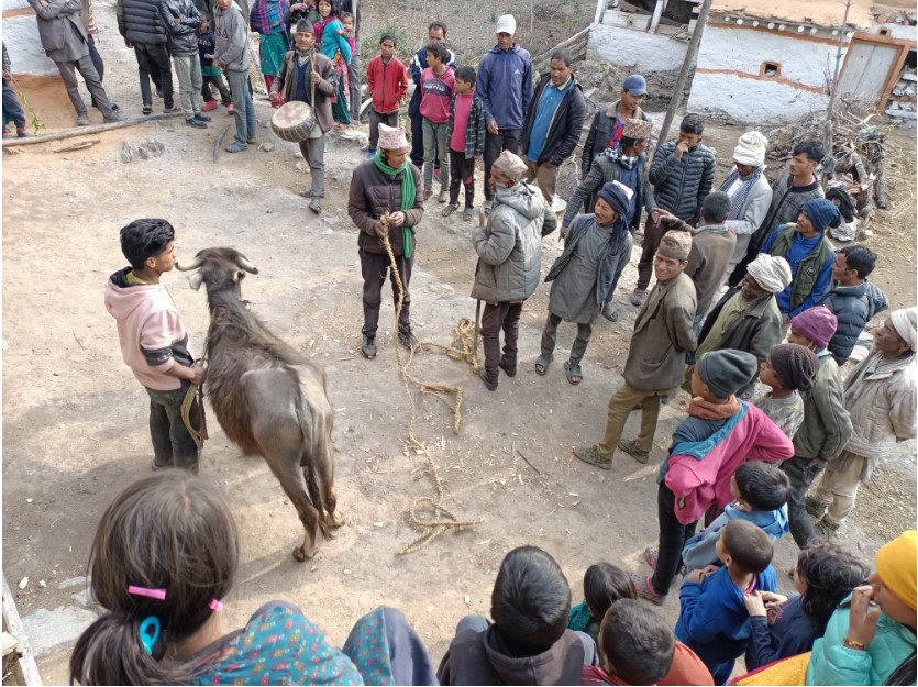 रोगब्याधी हटाउने नामा अदानचुलीमा राँगाको बली